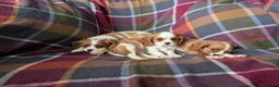 Cavalier King Charles Spaniel dogs for sale: Gorgeous Cavalier King Charles Spaniel Puppies - Advert 8