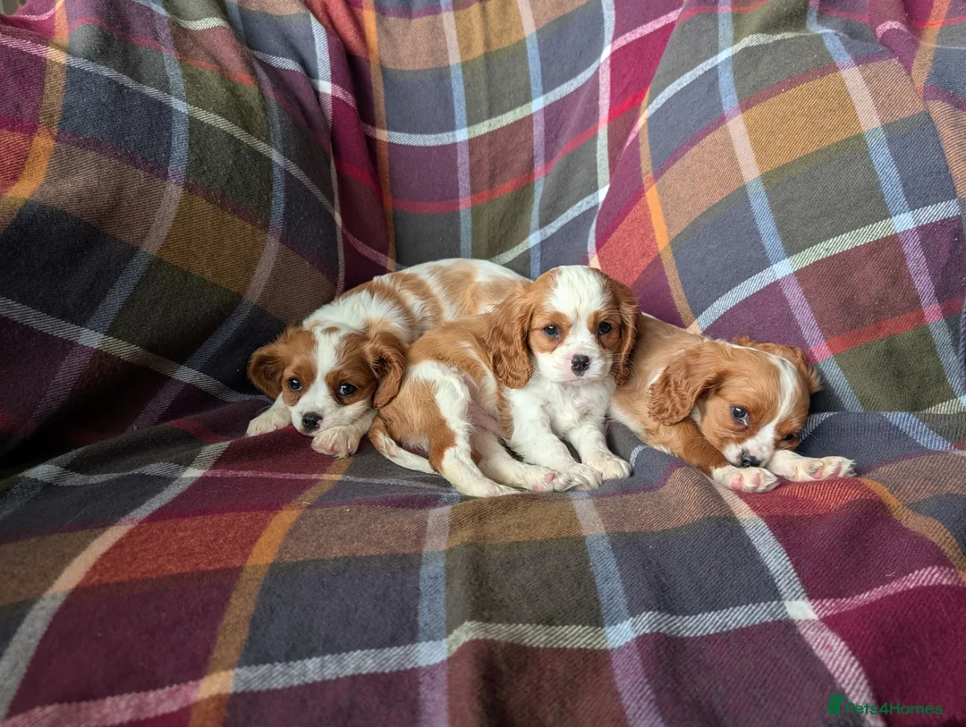 Cavalier King Charles Spaniel dogs for sale: Gorgeous Cavalier King Charles Spaniel Puppies - Advert 8