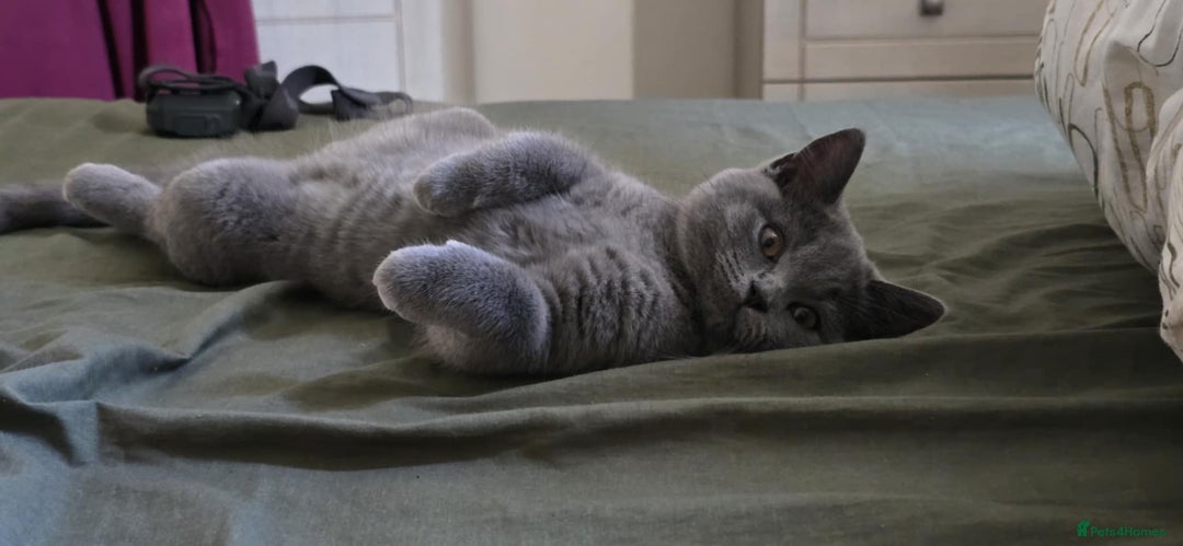 British Shorthair cats for sale: Stunning Pedigree British Shorthair Kittens in Portsmouth - Image 22