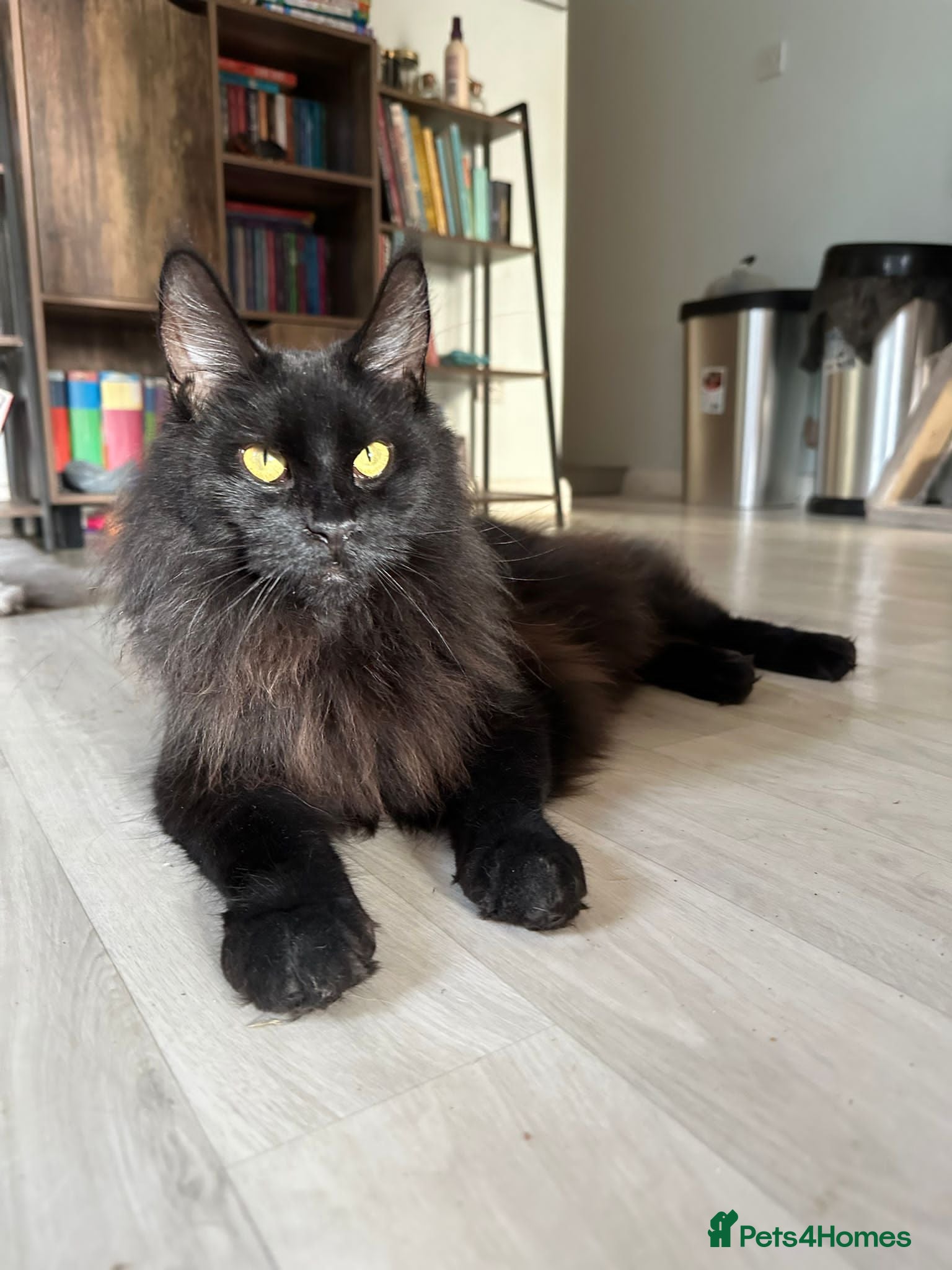 Maine Coon cats Top Quality TICA Maine Coons active possible - Advert 1