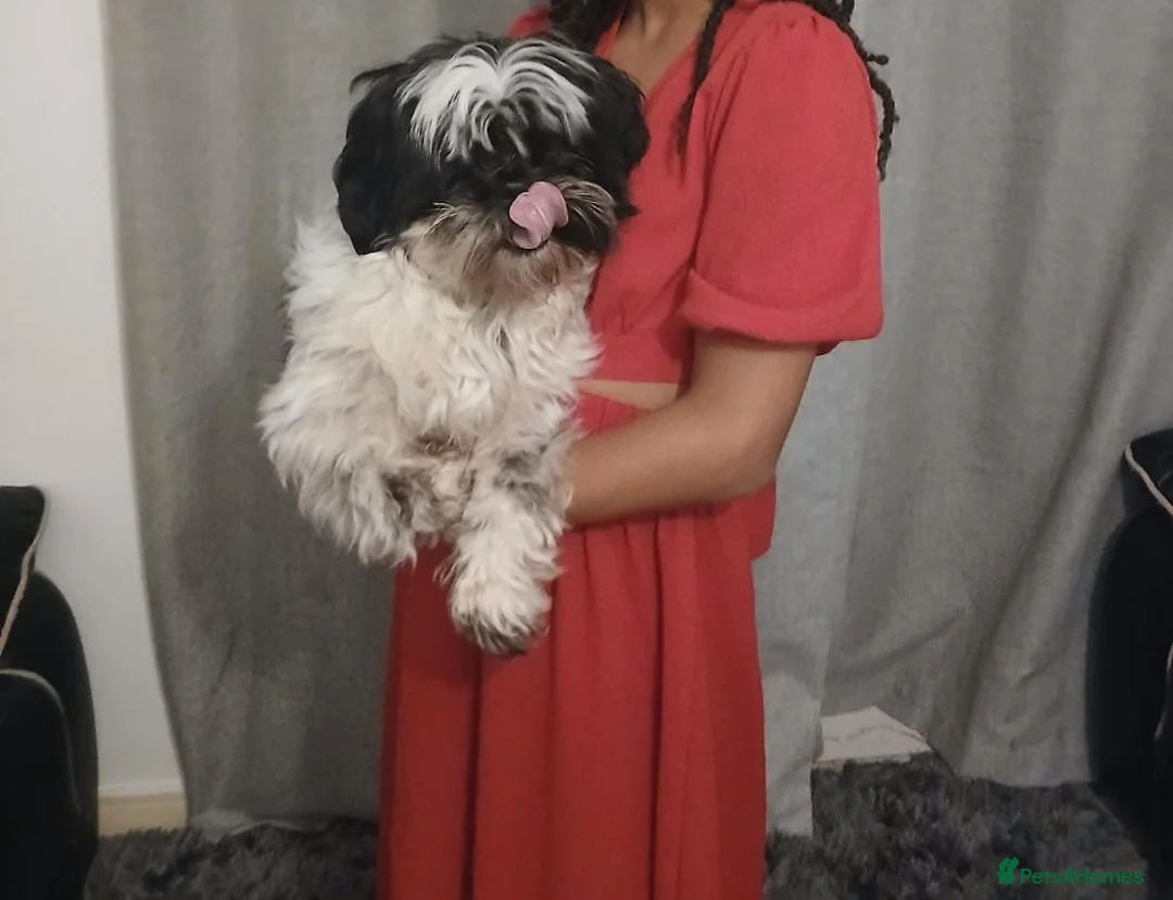 Shih Tzu dogs for sale:  2 year old Shih Tuz looking for loving home - Advert 2