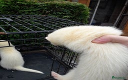 Ferret rodents for sale: Albino kits  - Image 1