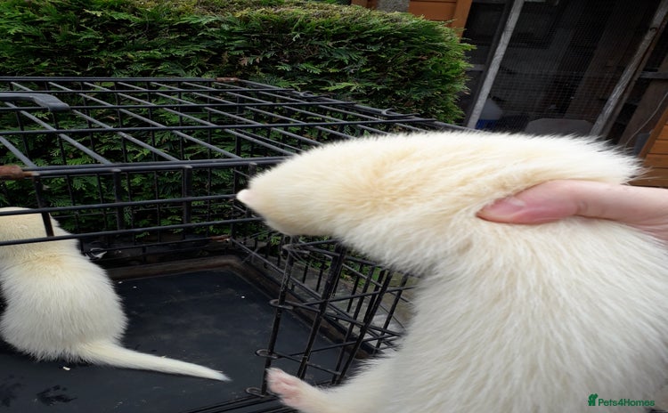 Ferret rodents - Advert 9