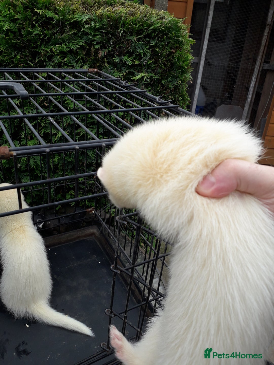 Ferret rodents for sale: Albino kits  - Image 1