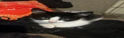 Mixed Breed cats for sale: 3 beautiful kittens left - Advert 4