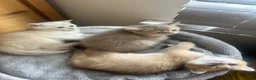 Scottish Fold cats for sale:  Kittens Ready for Their Forever Homes - Advert 21