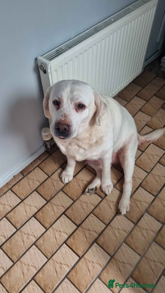 Labrador Retriever dogs looking for a forever home - Advert 1