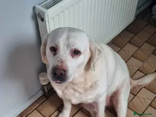 Labrador Retriever dogs looking for a forever home - Advert 1