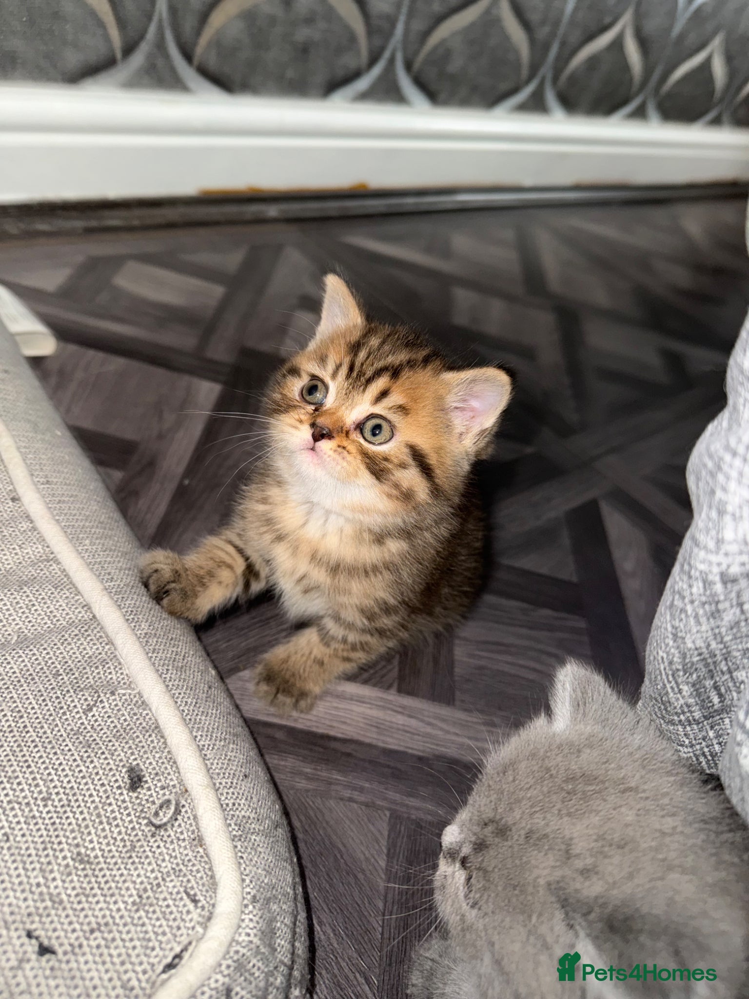 British Shorthair cats British short hair 2 females and 2 males - Advert 9