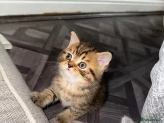 British Shorthair cats British short hair 2 females and 2 males - Advert 9
