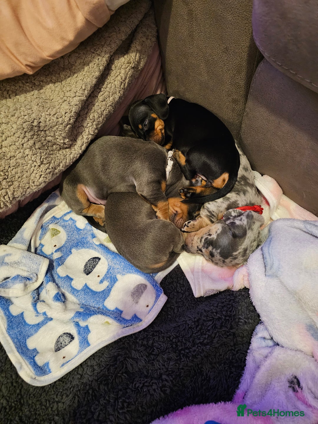 Miniature Dachshund dogs for sale: Beautiful miniature dachshund pups - Advert 18