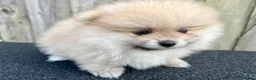 Pomeranian dogs for sale: Adorable, KC Registered Pomeranian Puppies in Colchester - Advert 35