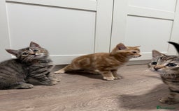 Mixed Breed cats for sale: Kittens looking for a loving home  - Image 7