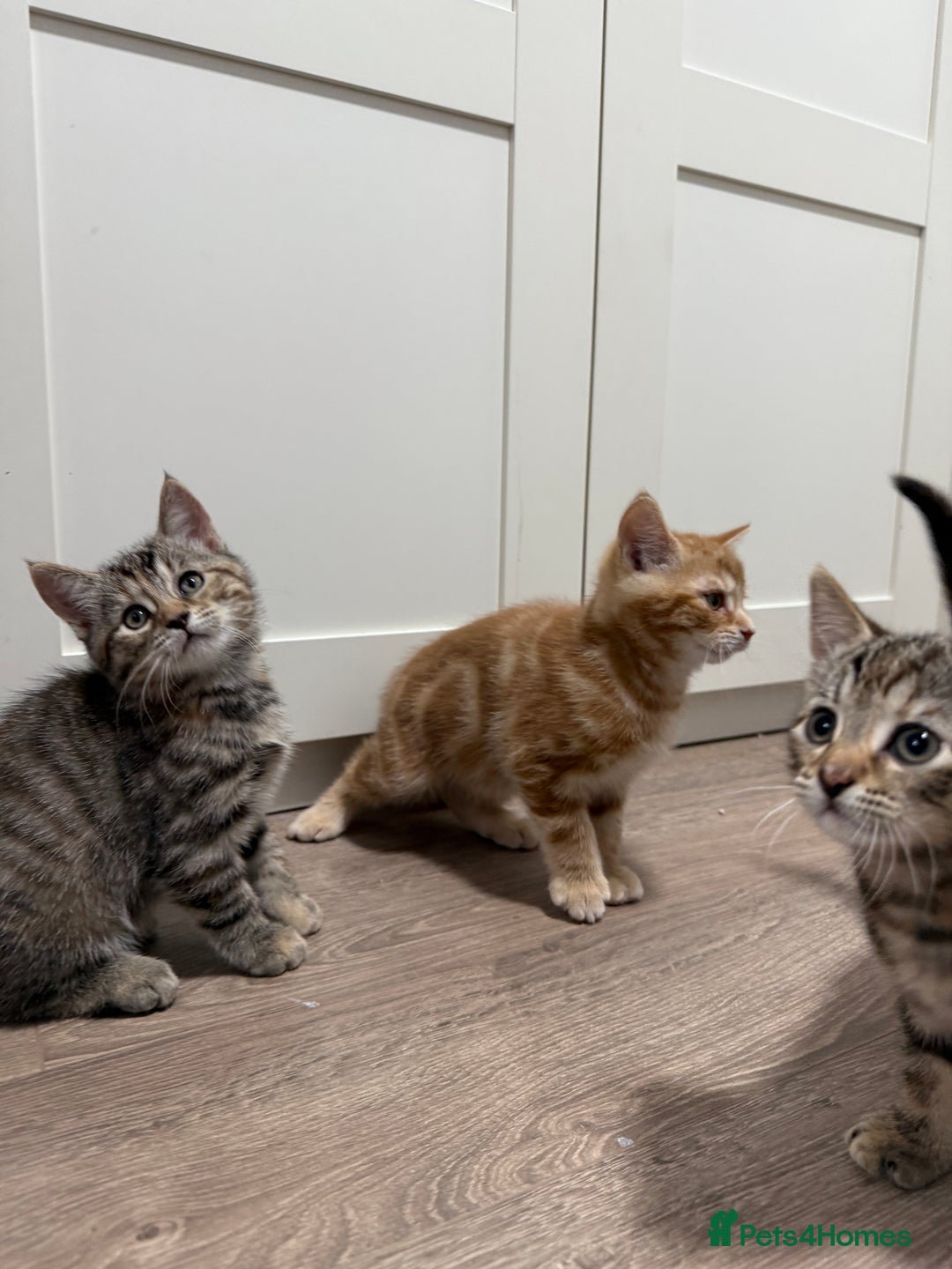 Mixed Breed cats for sale: Kittens looking for a loving home  - Image 7