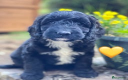 Sproodle dogs for sale: Stunning F1 Sproodle puppies  - Image 4