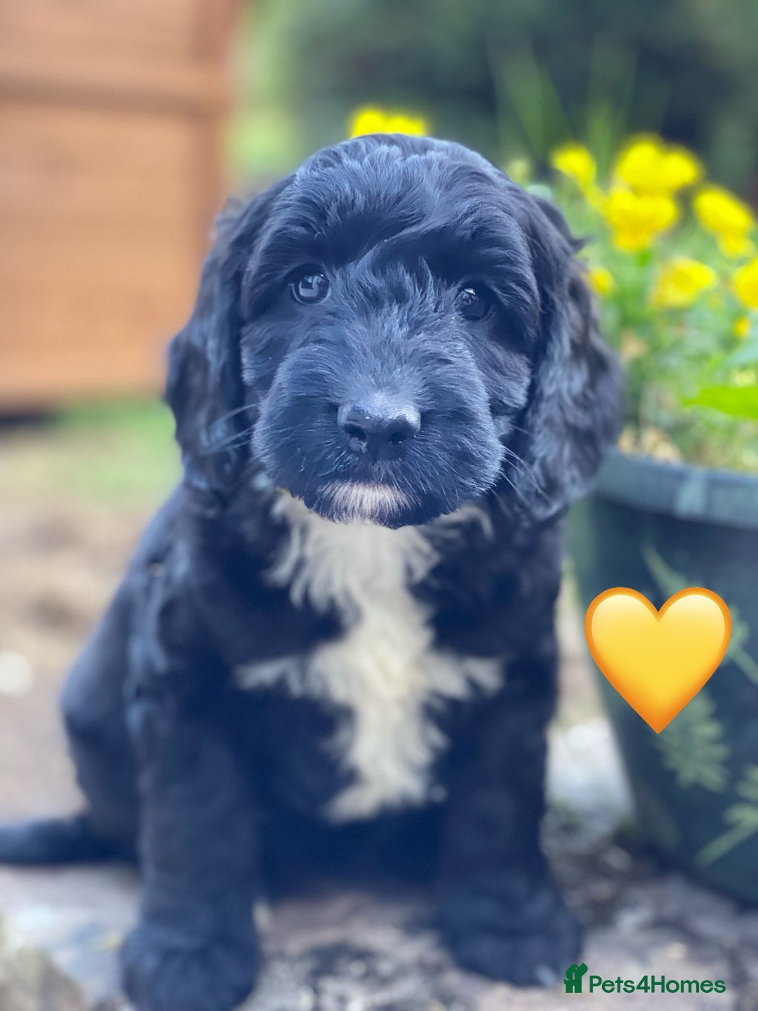 Sproodle dogs for sale: Stunning F1 Sproodle puppies  - Image 4