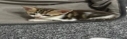 British Shorthair cats for sale: 4 kittens for sale 3 male and 1 female  - Advert 6
