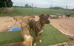 Mixed Breed dogs for adoption: Meet Heather, currently residing in Cheshire  - Image 5