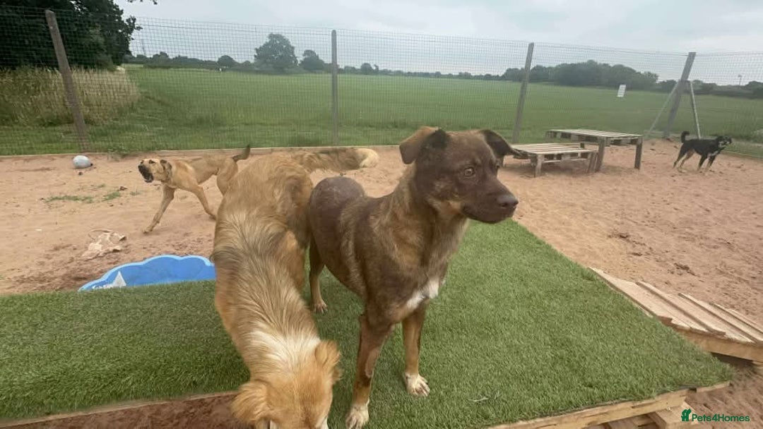 Mixed Breed dogs for adoption: Meet Heather, currently residing in Cheshire  - Image 5