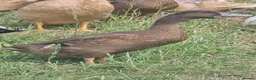 Ducks poultry for sale: Khaki Campbell growers - Advert 7