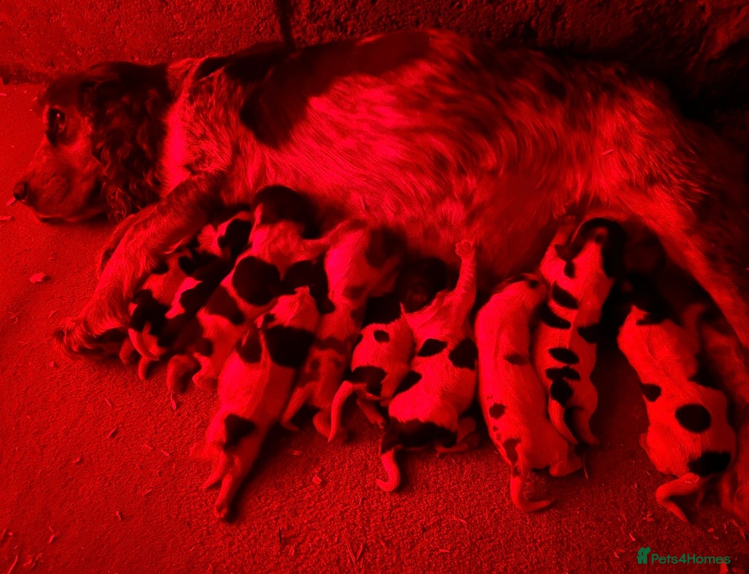 Cocker Spaniel dogs for sale: KC registered Show Type Cocker Spaniel Pups - Image 16