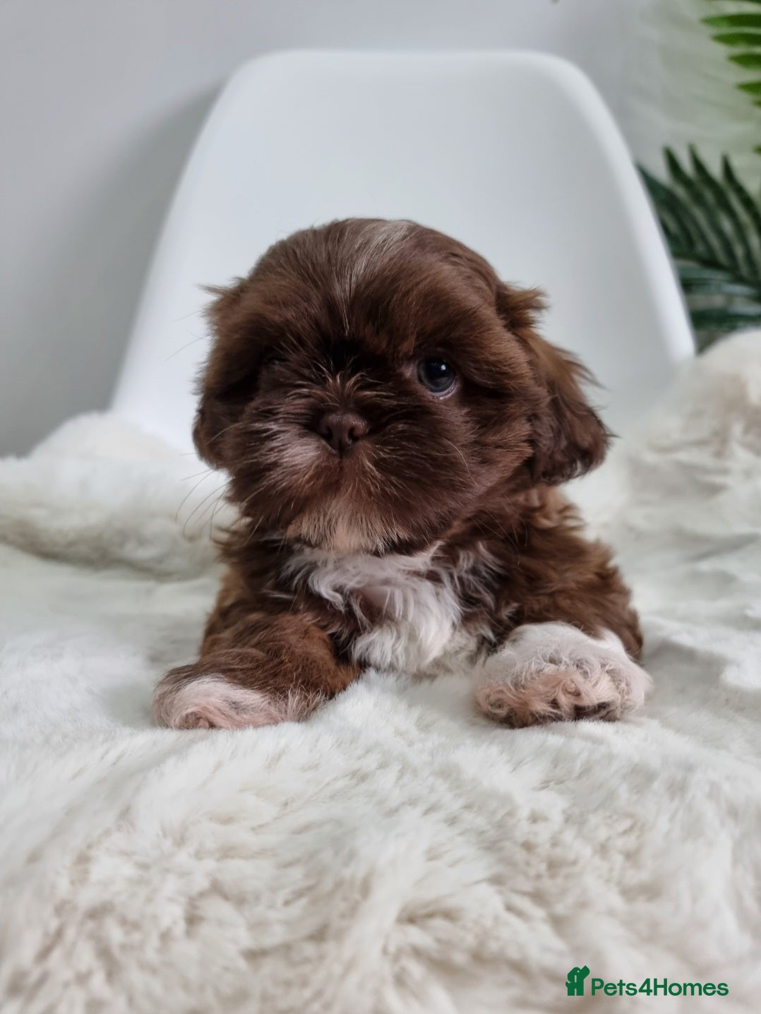 Shih Tzu dogs Only 2 Boys left Imperial Shih Tzu - Advert 18