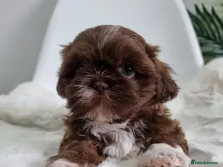 Shih Tzu dogs Only 2 Boys left Imperial Shih Tzu - Advert 18