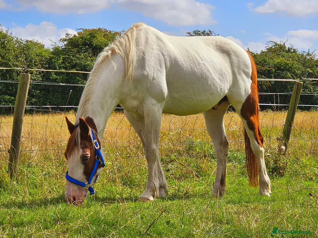 Pintos horses for sale: Handsome blue eyed Gelding - Advert 4
