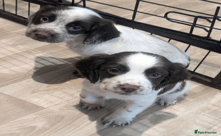 Cocker Spaniel dogs - Advert 8