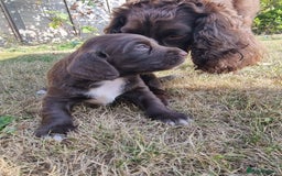 Cocker Spaniel dogs for sale: KC registered cocker spaniels - Image 9