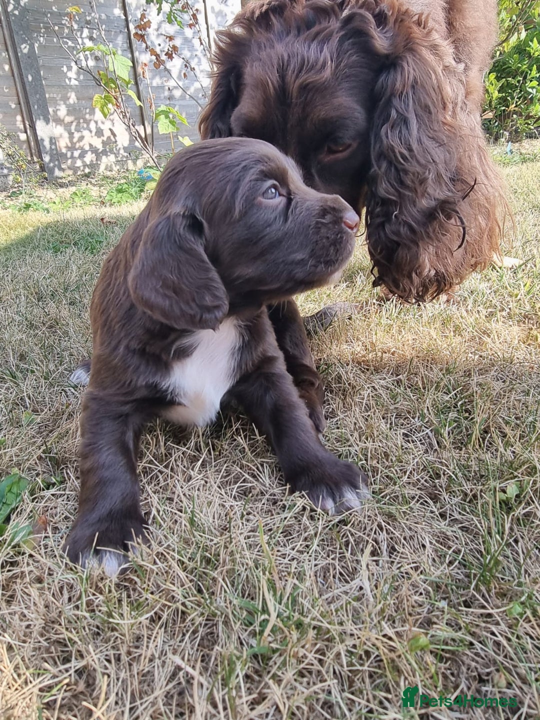 Cocker Spaniel dogs for sale: KC registered cocker spaniels - Image 9