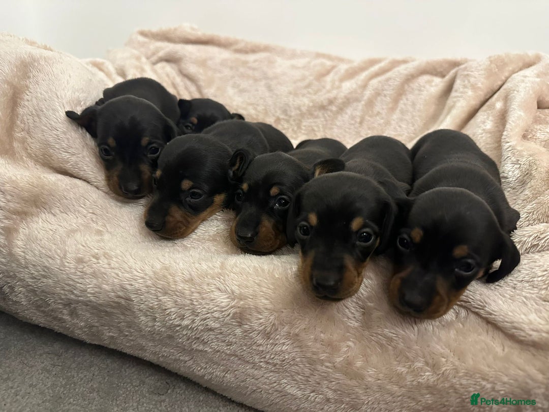 Dachshund dogs for sale: Dachshund pups black and tan - Advert 7