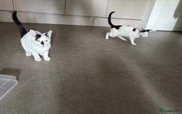 Mixed Breed cats for sale: 2 kittens - Image 1