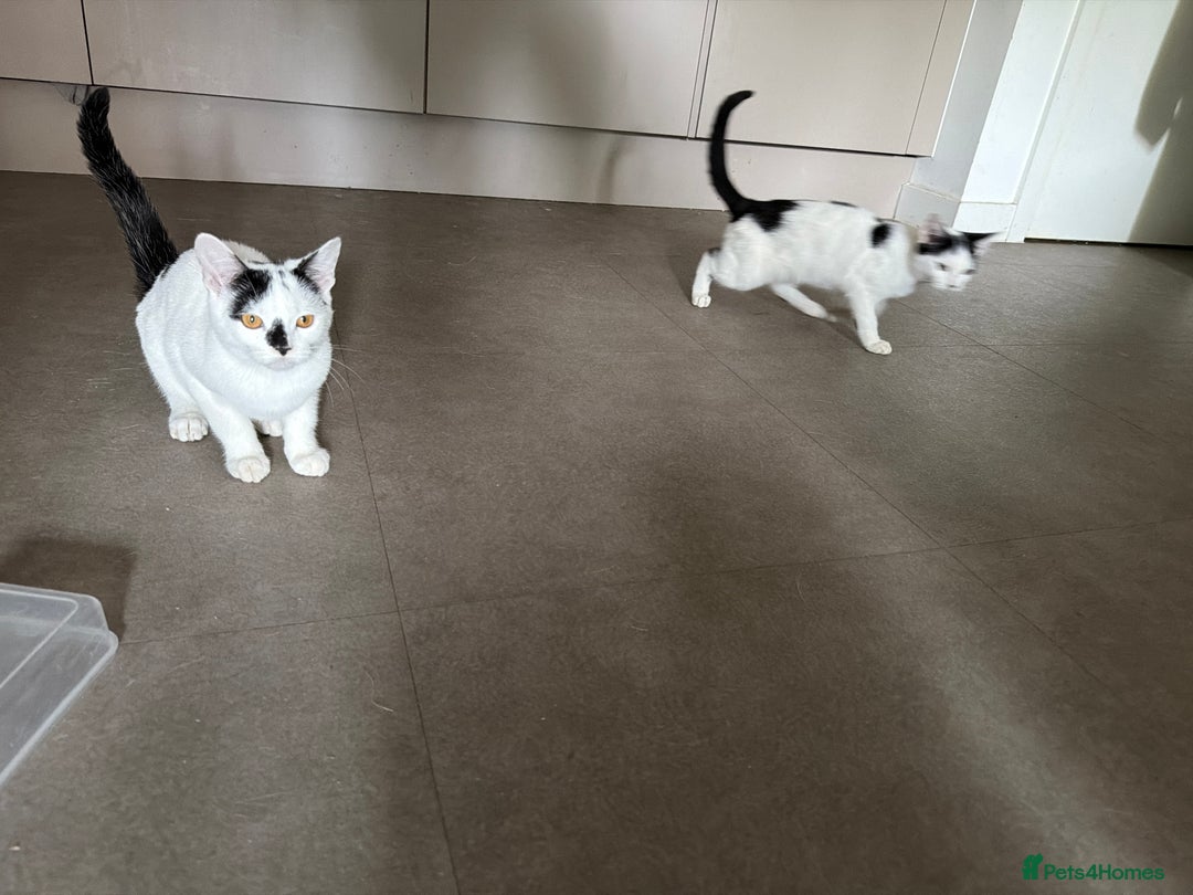 Mixed Breed cats for sale: 2 kittens - Image 1