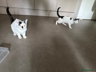 Mixed Breed cats 2 kittens - Advert 14