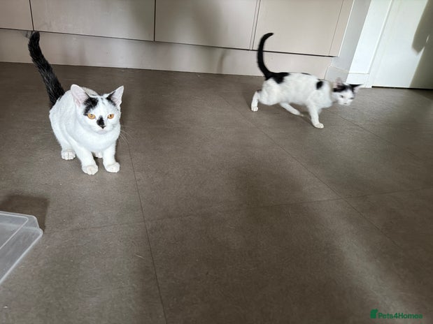 Mixed Breed cats 2 kittens - Advert 15