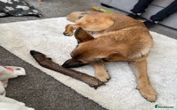 German Shepherd dogs for sale: 10 month old German shepherd male - Image 2