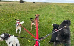 Mixed Breed dogs for adoption: Cute Dingo looking for LOVE - Image 9