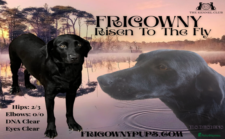 Labrador Retriever dogs - Advert 2