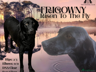 Labrador Retriever dogs - Advert 10