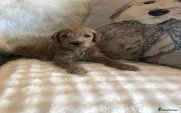 Goldendoodle dogs for sale: Goldendoodle Double Doodle pups for sale - Image 17