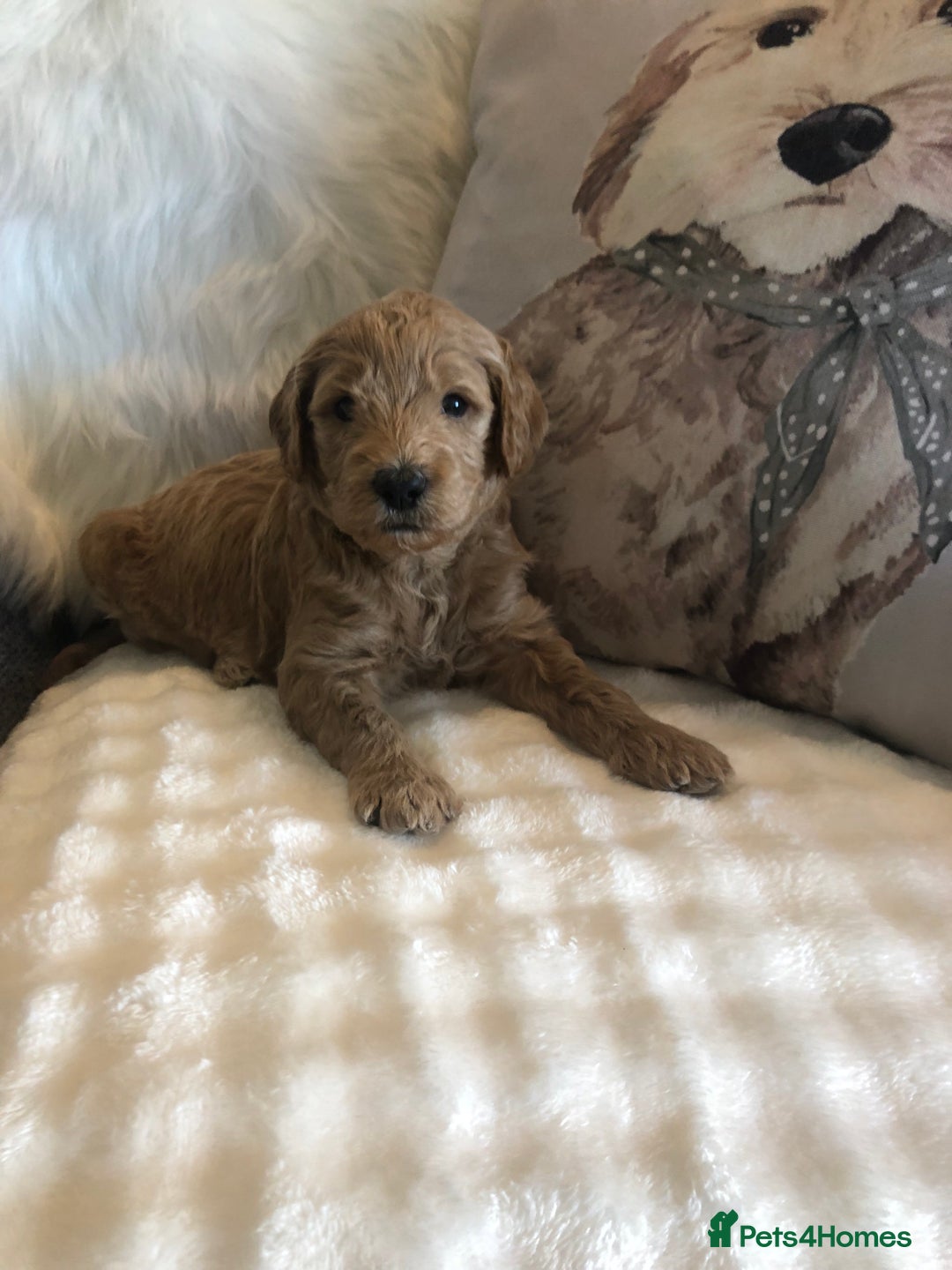 Goldendoodle dogs for sale: Goldendoodle Double Doodle pups for sale - Image 17