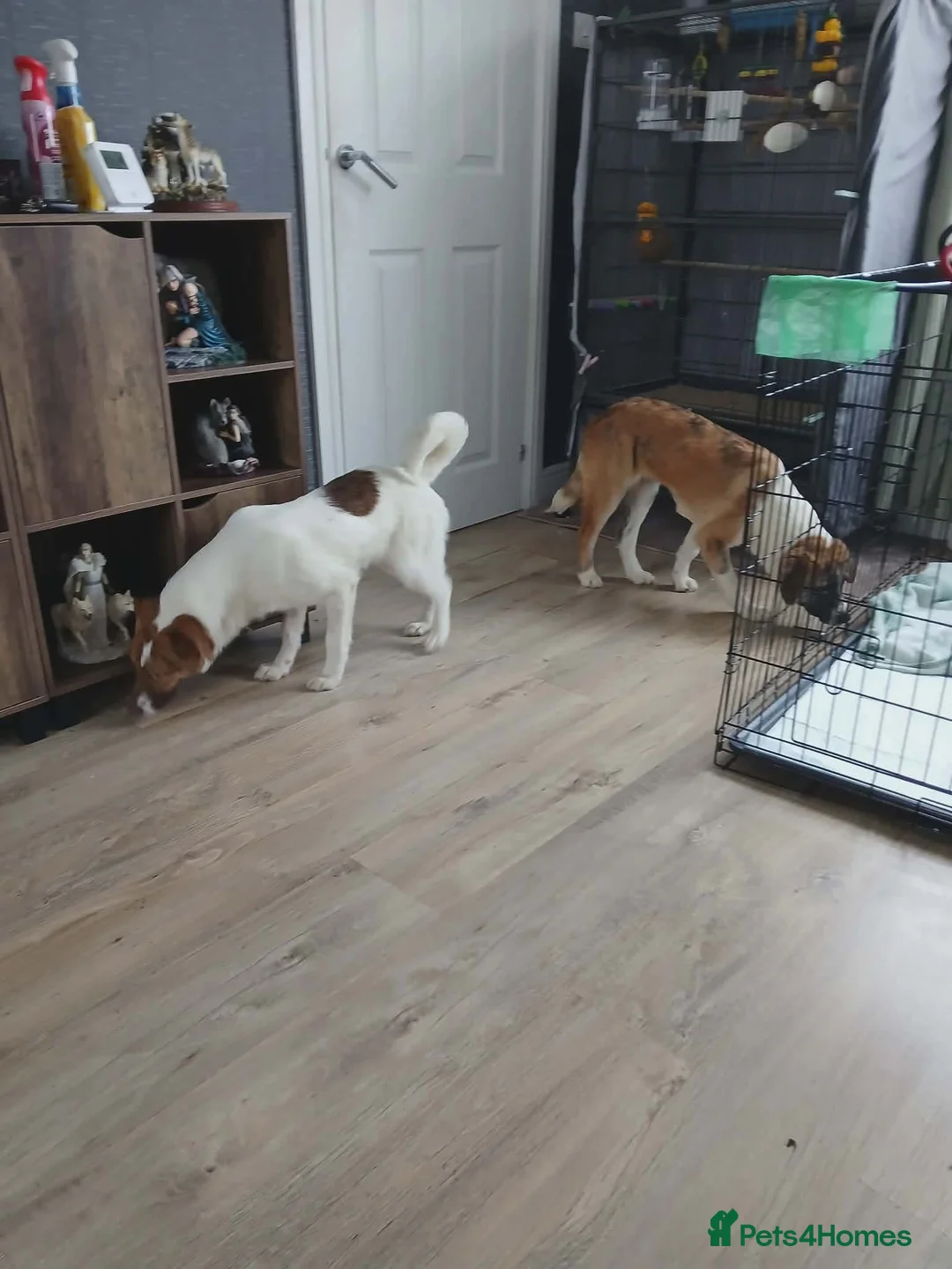 Mixed Breed dogs for adoption: Cricket  - Advert 2