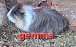 Guinea Pig rodents for sale: Female guinea pig babies in Saltburn-by-the-Sea - Image 4