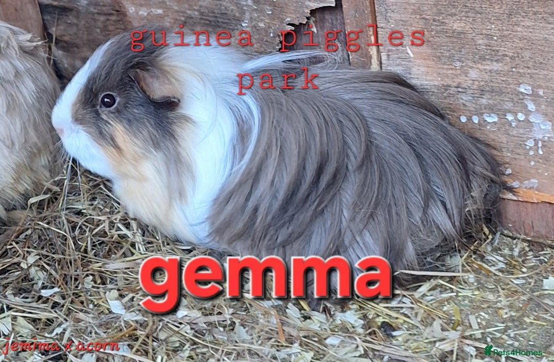 Guinea Pig rodents for sale: Female guinea pig babies in Saltburn-by-the-Sea - Image 4
