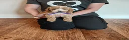 Cockapoo dogs for sale: Cockapoo puppies  - Advert 1