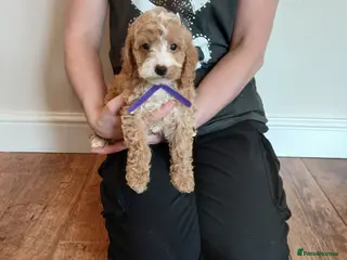 Cockapoo dogs Cockapoo puppies - Advert 1