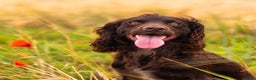 Cocker Spaniel dogs for stud: KC reg Working Cocker Spaniel for Stud in Cambridge - Advert 4