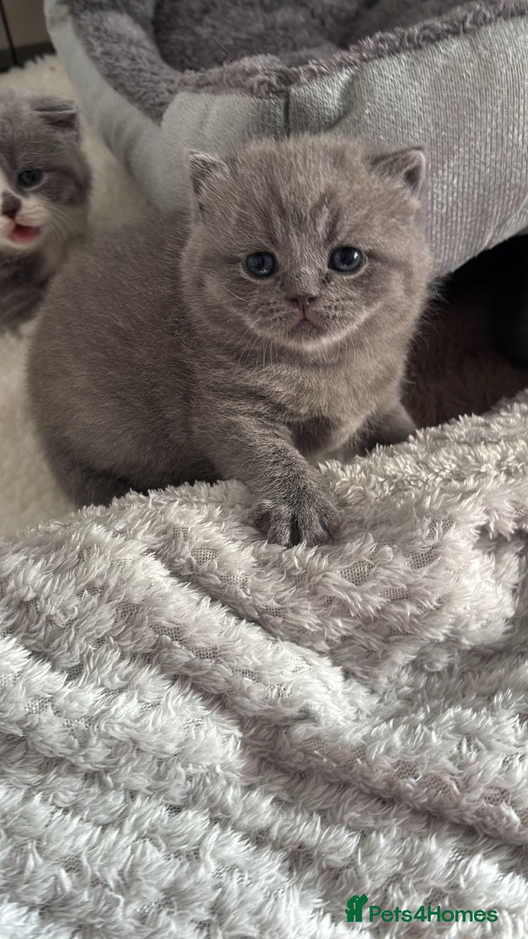 British Shorthair cats for sale: 🧸✨6 Chunky British Shorthair Kittens For Sale✨🧸 - Advert 9