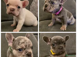 French Bulldog dogs Chunky Frenchie Puppies - Advert 16
